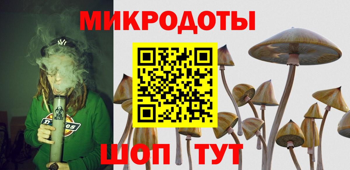 Псилоцибиновые грибы Psilocybe Балтийск